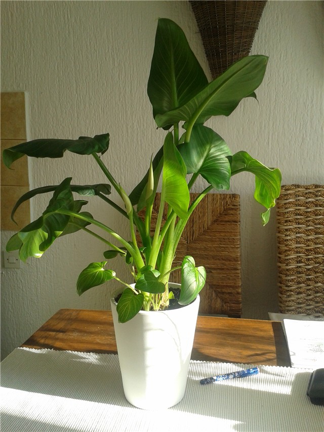 Calla